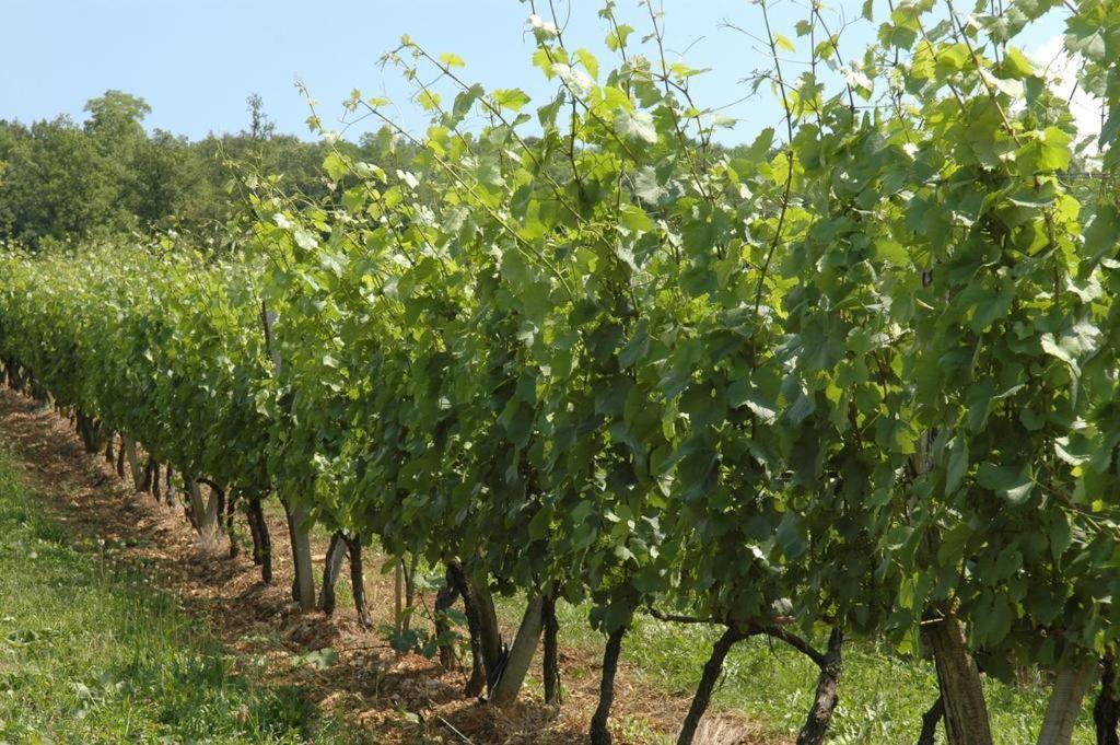 Chambres Sous Les Vignes Du Buttois Bussy-le-Grand Exterior photo